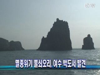 멸종위기 뿔쇠오리, 여수 백도서 발견