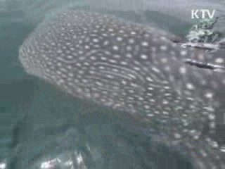 고래상어 생체태그 부착해 방류