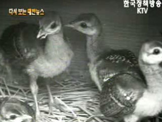 동물원의 새 가족, 창경원(`64)