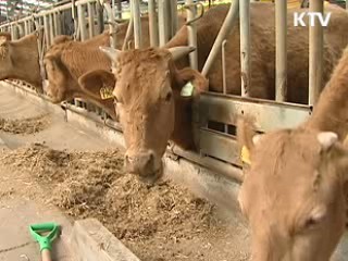 안동 한우농가 2곳 구제역 의심신고