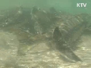 울산 태화강 자연부화 어린 연어 3년째 확인