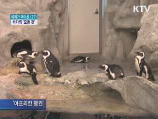 흰돌고래부터 미래해양까지 '한눈에'