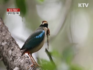 '낳고 기르고'···영상에 담긴 팔색조