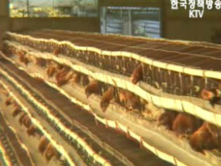 살처분한 닭오리·계란 시가 보상