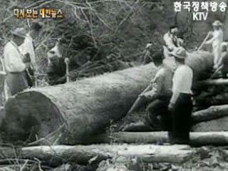 초석루 재건용 거목 운반('59)