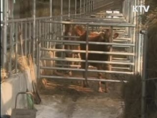 정부, 구제역 백신접종 여부 신중 검토