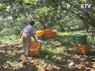 내년 농업경영회생자금 600억원 지원