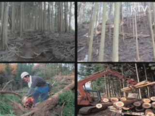 '푸른 산' 넘어 '유용한 산' 가꾼다
