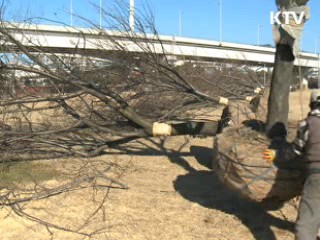 옮겨 심은 나무 '일석삼조'