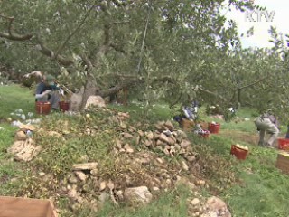 태풍에 과실농가 낙과 피해…복구 시작