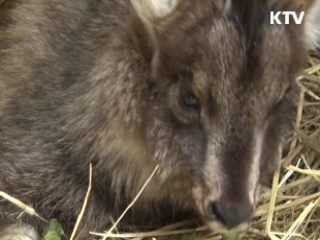 생생히 포착된 '산양의 혹독한 겨울나기'
