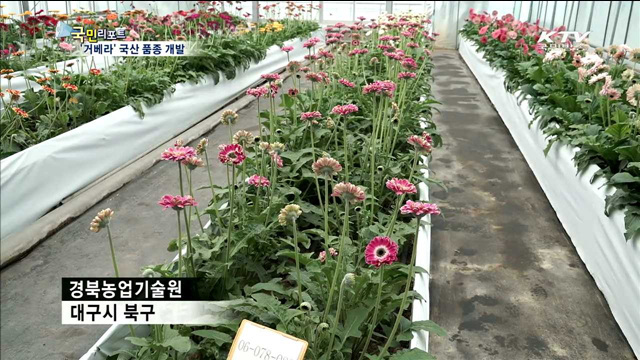 거베라 국산 품종 개발…수입 대체 효과 기대