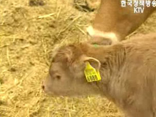 송아지값 155만원 이하 떨어지면 보전