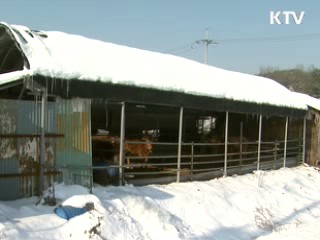 살처분 완료…주변지역 확산 차단