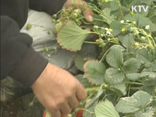 전남도, 연말연시 폭설대비 비상근무 돌입