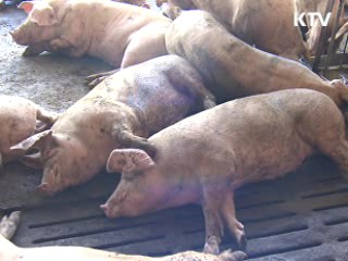 대규모 농가부터 '축산업 허가제' 도입