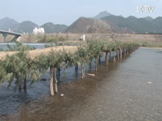 영월 동강에 250ｍ 국내 최장 '섶다리' 놓였다