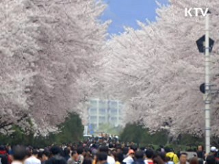 진해 경화역 벚꽃