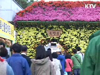 국화향기 그윽한 함평