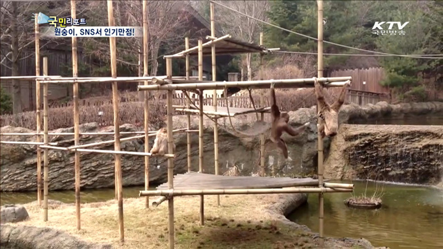 똑똑한 원숭이, SNS에서 인기스타!