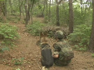 '군견 대덕산' "아프간 파병을 명받았습니다"