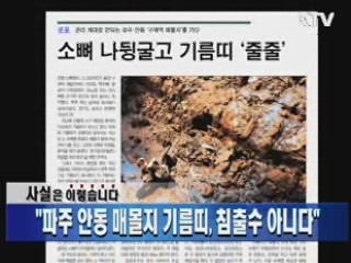 "파주 안동 매몰지 기름띠, 침출수 아니다"