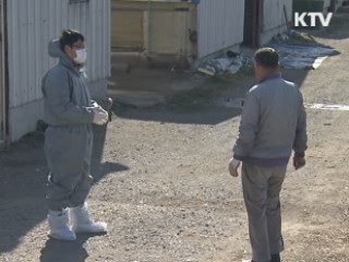 충남 AI 양성 반응···고병원성 여부 검사