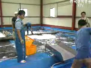 천차만별 수산물 포장 규격화된다