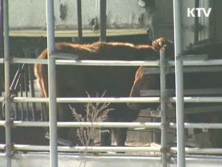 구제역 종식…축산업 면허제 도입 추진