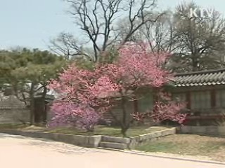 이번주 봄꽃 감상 절정