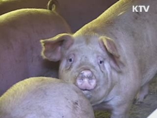 강원 평창·화천 구제역 추가 발생