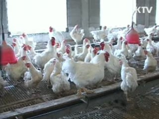 천안·익산서 고병원성 AI···매몰 처분