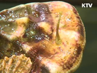 '주문진 가리비' 찾았다