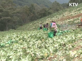 김장물가 '비상'…수급안정대책 추진