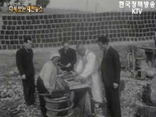 해태 재배('65)