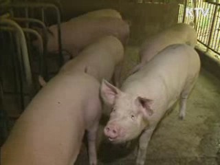 돼지 신종플루 국내 감염 확인