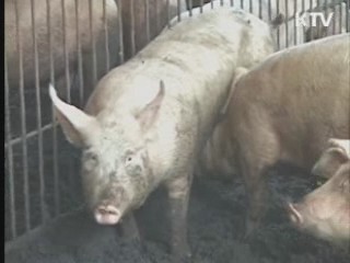 씨돼지·어미돼지 21만마리 백신 접종