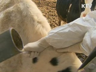 구제역 백신 6개월마다 접종