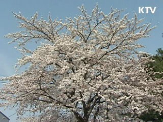 올해 개나리·진달래 이틀 빨리 핀다