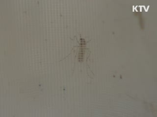 부산서 일본뇌염 모기 확인…전국 일본뇌염 주의보
