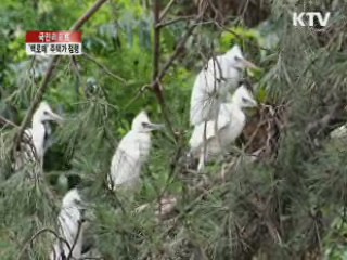 백로떼, 주택가 점령…'피해 극심' [국민리포트]
