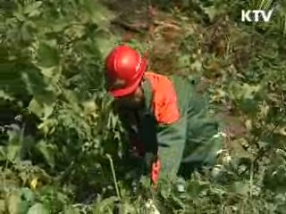 산림생태계 교란 덩굴류 연내 제거
