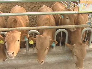 강원도·김해시, 한우 고급육 생산왕