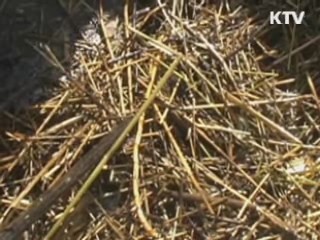 여수엑스포 한 달간 해양쓰레기 37톤 수거