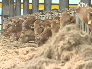 안동 한우농가 2곳 구제역 의심신고