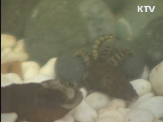 인천, '반딧불이' 인공사육 추진