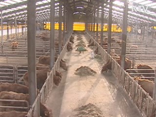 대규모 농가부터 '축산업 허가제' 도입