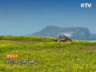 제주의 유채꽃 내음