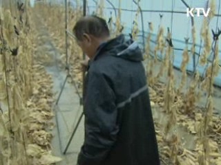 태풍 피해, 어떻게·얼마나 보상 받나?