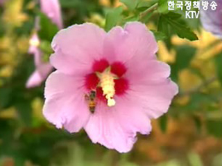 산림청, 나라꽃 무궁화 축제